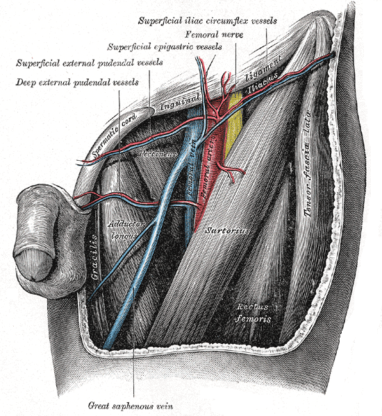 Femoral triangle showing the femoral artery and vein