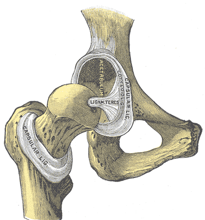 Hip joint opened showing femoral head and ligamentum teres