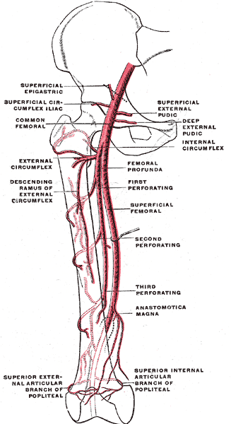 Deep femoral artery branches: circumflex and perforating arteries
