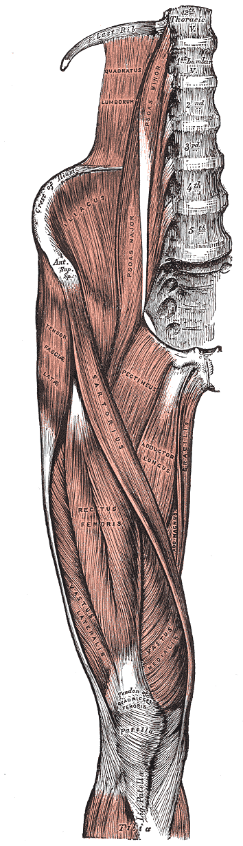 Anterior thigh muscles supplied by the deep femoral artery