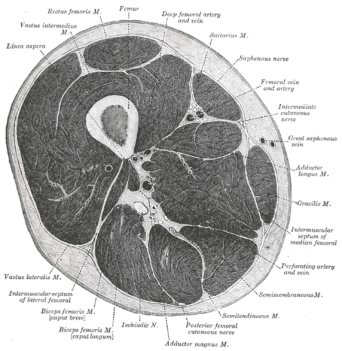 Thigh cross-section showing deep femoral and perforating arteries