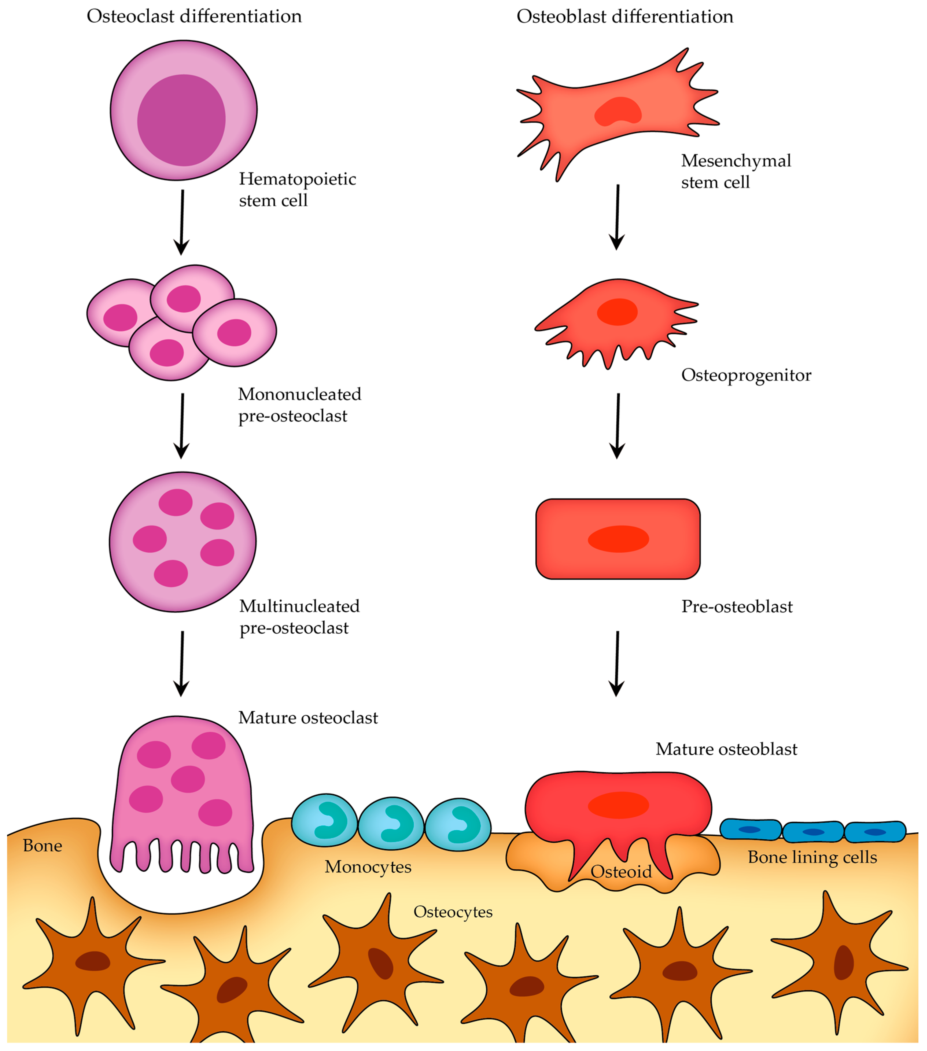 Diagram of osteoblast and osteoclast differentiation and life cycle showing the osteoblast lineage building bone and the osteoclast lineage arising from monocyte and macrophage precursors
