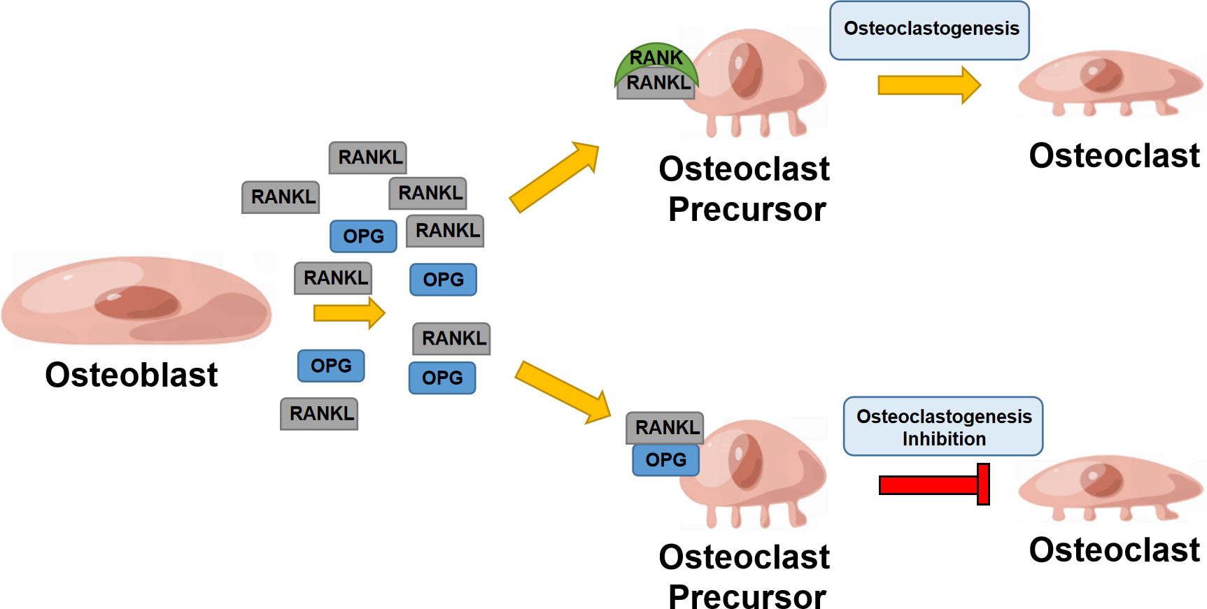 Diagram of the RANK, RANKL, and OPG system in bone remodeling showing RANKL on osteoblasts and stromal cells binding RANK on osteoclast precursors with OPG as the blocking decoy