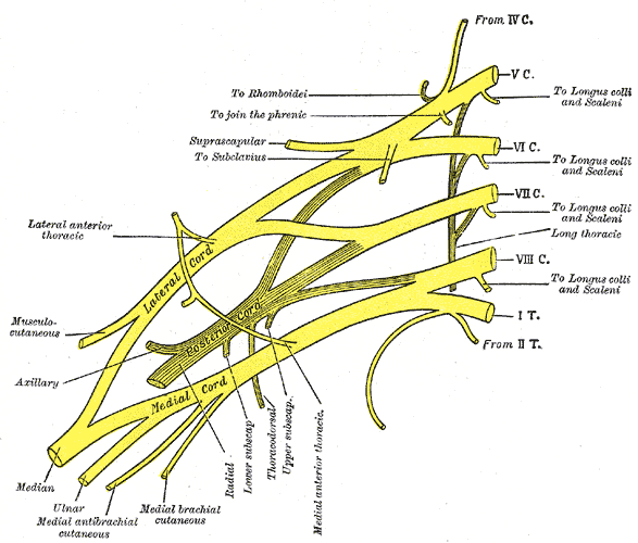 Gray's Anatomy plate 807, an anatomical plan of the brachial plexus showing the roots, trunks, divisions, and cords with their terminal branches