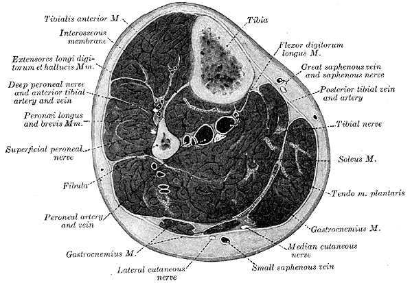 Gray's Anatomy plate 440, an anatomical cross section through the middle of the leg showing the anterior, lateral, and posterior compartments with the tibia and fibula