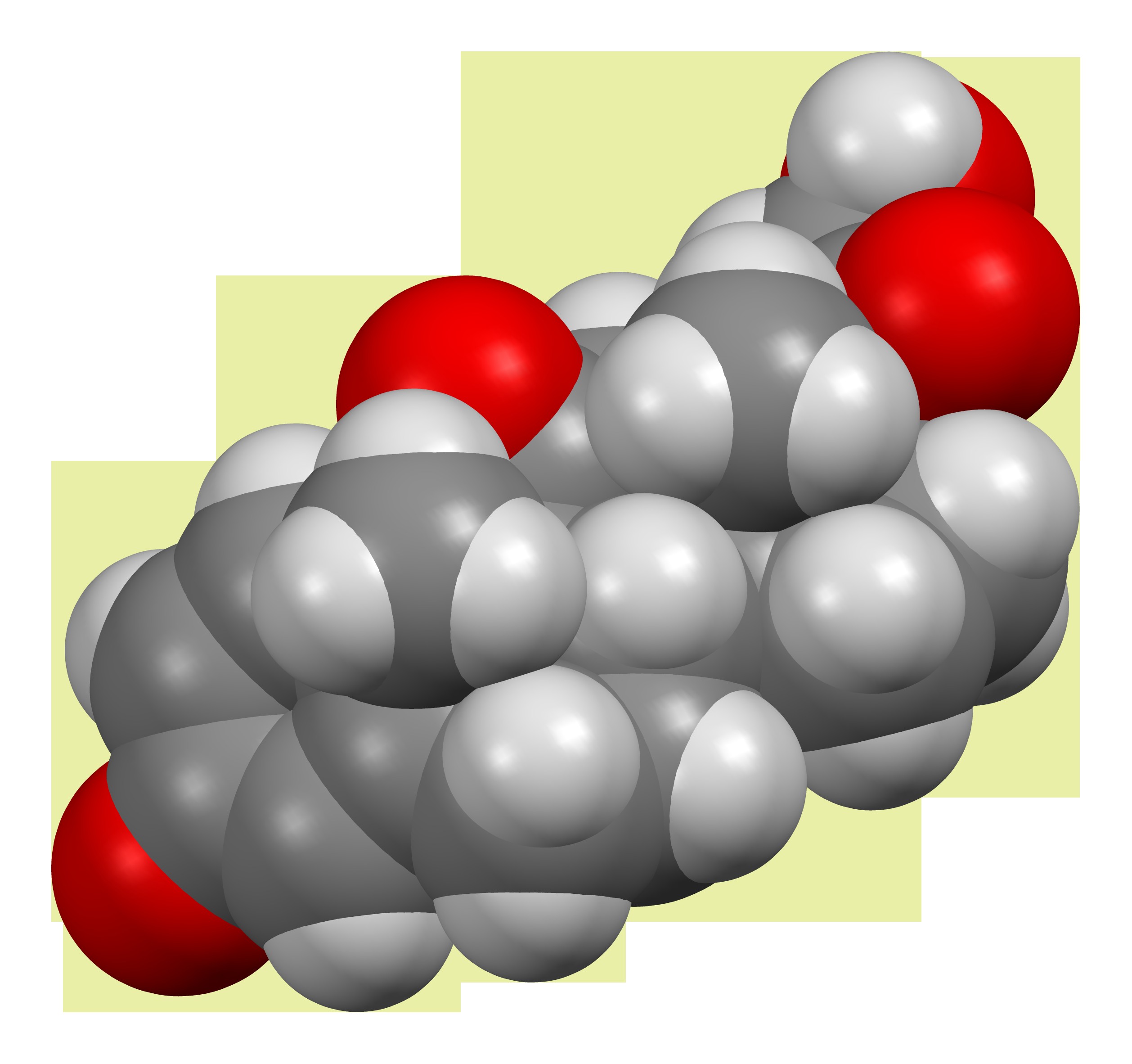 Three-dimensional space-filling model of the prednisone molecule, the corticosteroid that causes type II fiber atrophy with chronic use