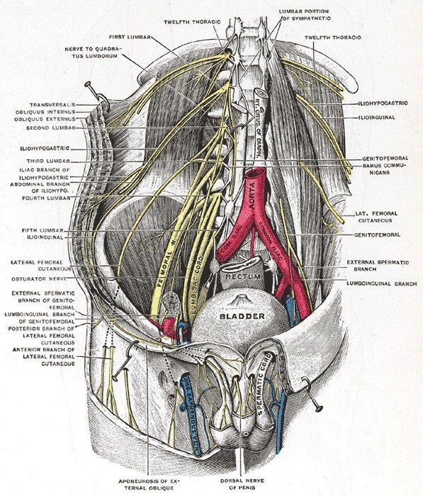 Gray anatomy plate 824, a public domain line illustration of a deep dissection of the lumbar plexus showing the femoral nerve, obturator nerve, and lumbosacral trunk