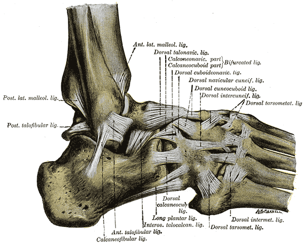 Gray's Anatomy illustration of the lateral ligaments of the ankle joint showing the anterior talofibular ligament, calcaneofibular ligament, and posterior talofibular ligament
