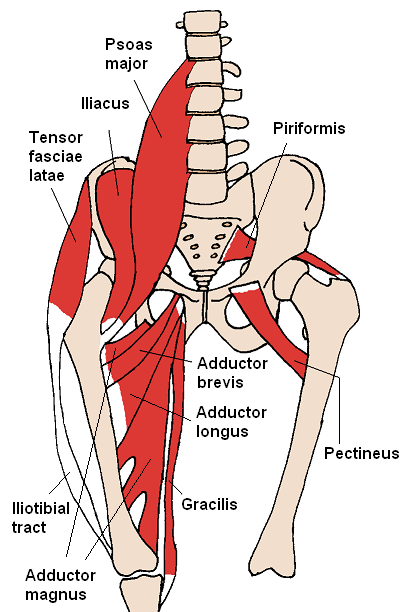 Labeled anatomy of the anterior hip showing the psoas major and iliacus muscles crossing the front of the pelvis and femur, where an inflamed retrocecal appendix can lie against the right psoas and hurt when the hip is extended