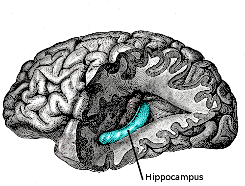 Hippocampus highlighted