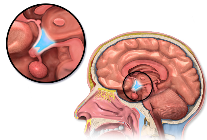Hypothalamus location