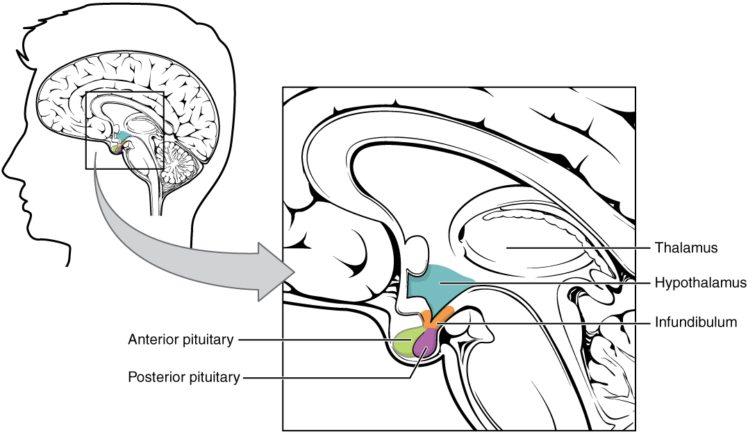 Hypothalamus and pituitary complex