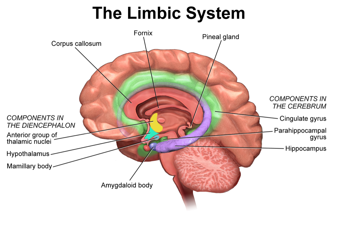 Limbic system diagram