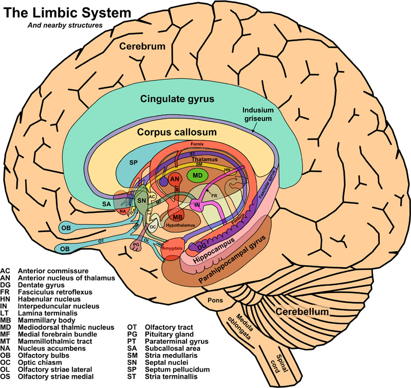 Limbic system and nearby structures