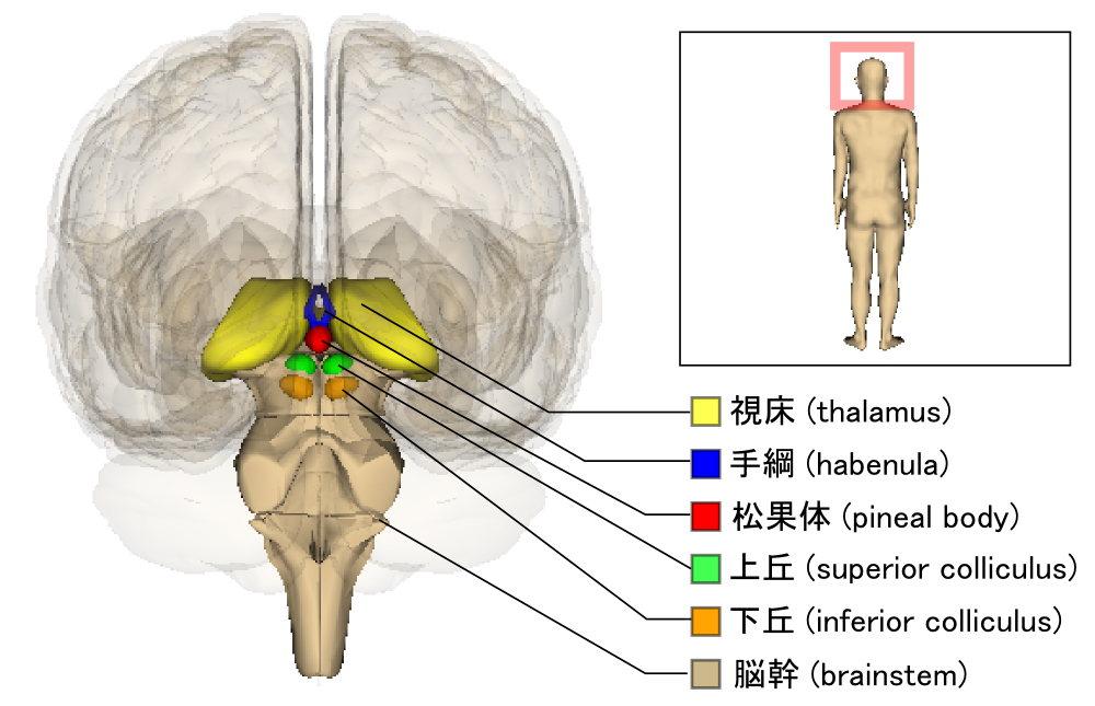 Brainstem and thalamus location diagram