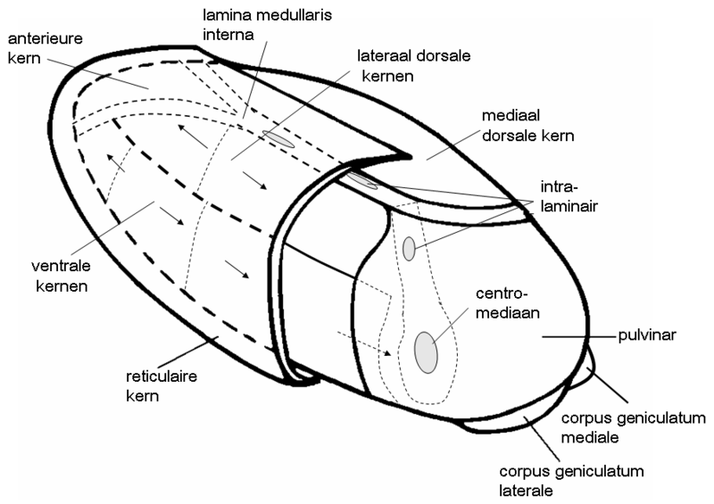 Thalamic nuclei diagram
