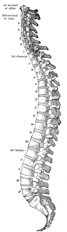 Lateral view of the vertebral column showing the cervical, thoracic, lumbar and sacral curvatures.