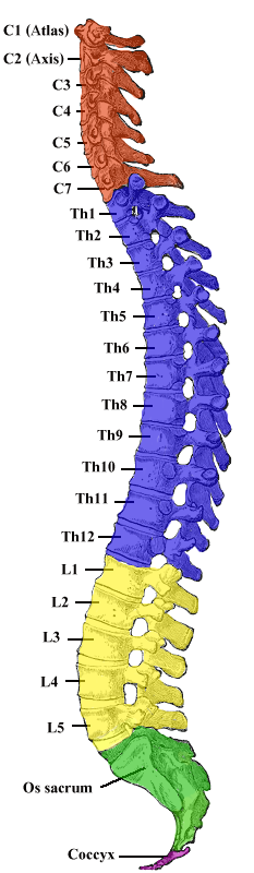 Vertebral column with cervical, thoracic, lumbar and sacral regions shown in different colours; each colour boundary marks a Zink transitional zone.
