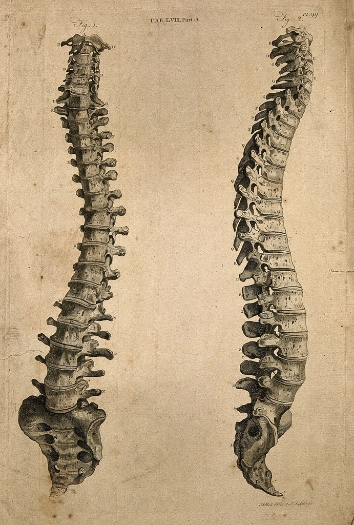 Anterior and lateral views of the human vertebral column showing the natural S-shaped curvature.