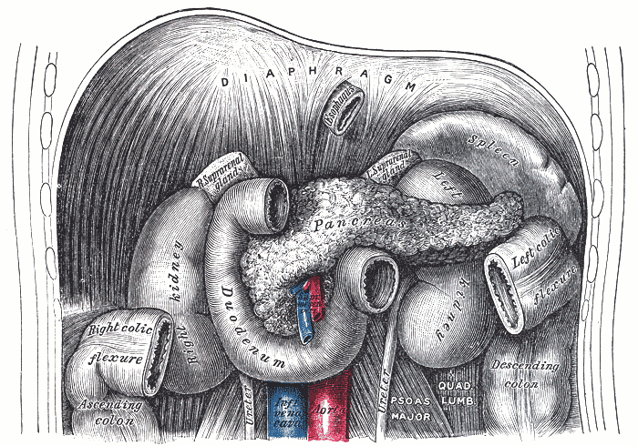 Upper abdominal anatomy showing stomach, spleen, duodenum, pancreas, colon, and kidney relationships