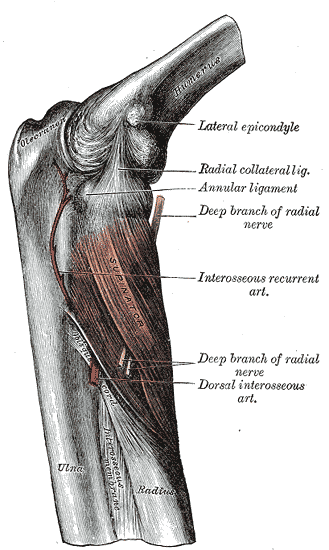 Cross-section of forearm