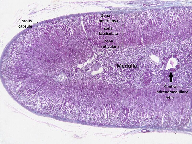 Adrenal cortex histology showing zona glomerulosa, fasciculata, and reticularis