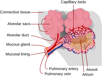 Alveolus diagram visual anchor