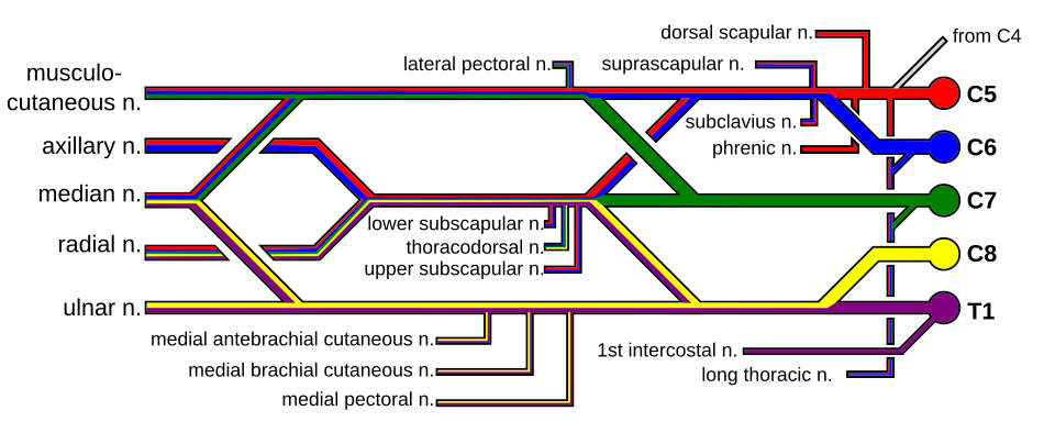 Median and ulnar nerve