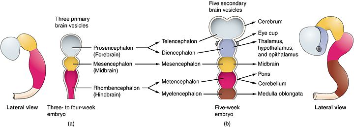 Primary and secondary brain vesicles