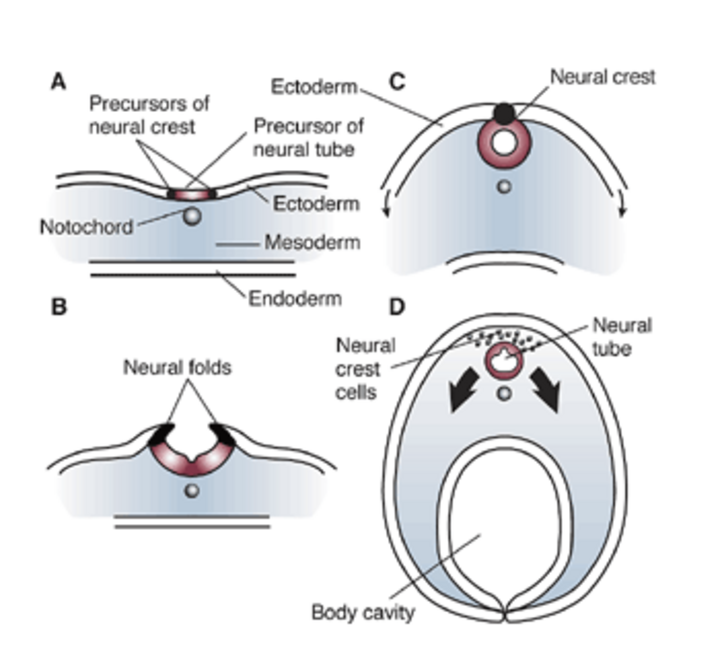 Embryonic CNS development