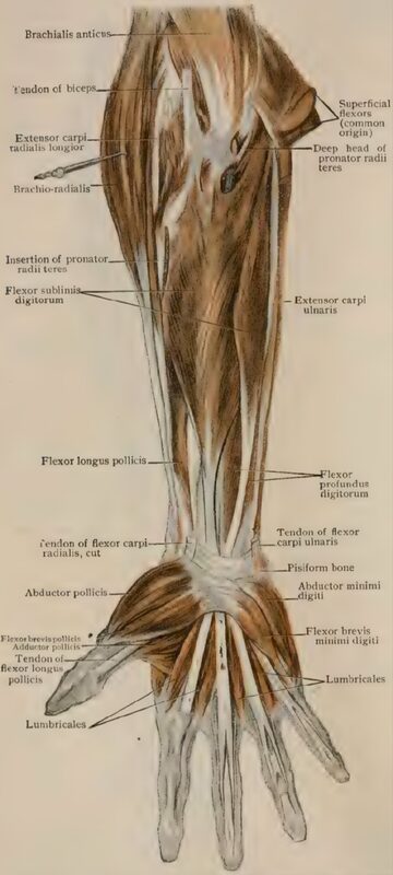 Anterior forearm muscles