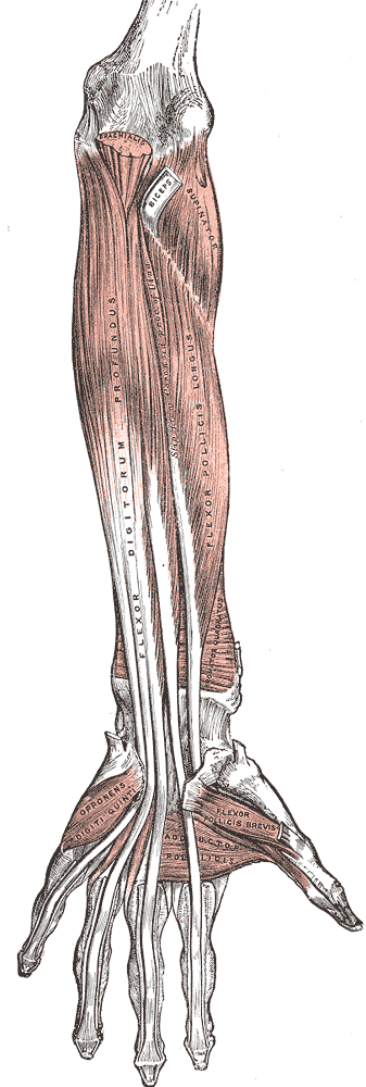 Deep forearm muscles