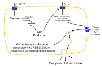 Glucose-stimulated insulin release pathway