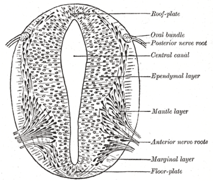 Neural tube formation diagram