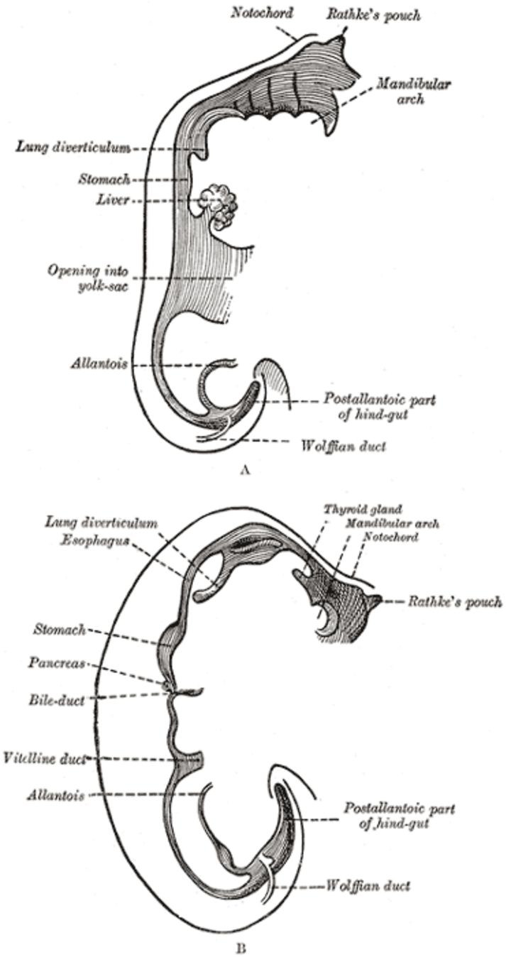 Rathke pouch sagittal embryo
