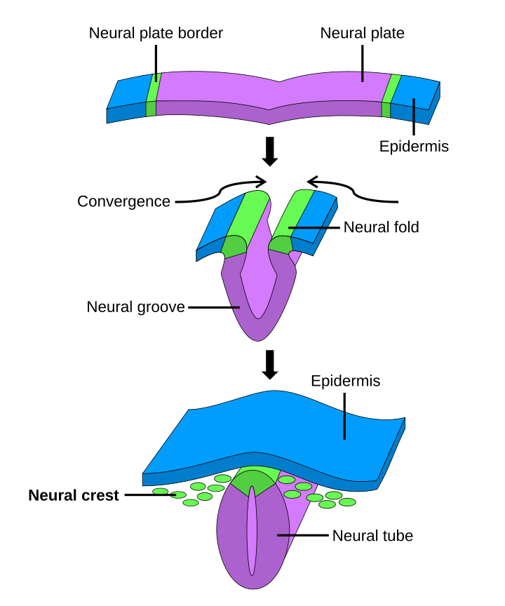 Neural crest formation diagram