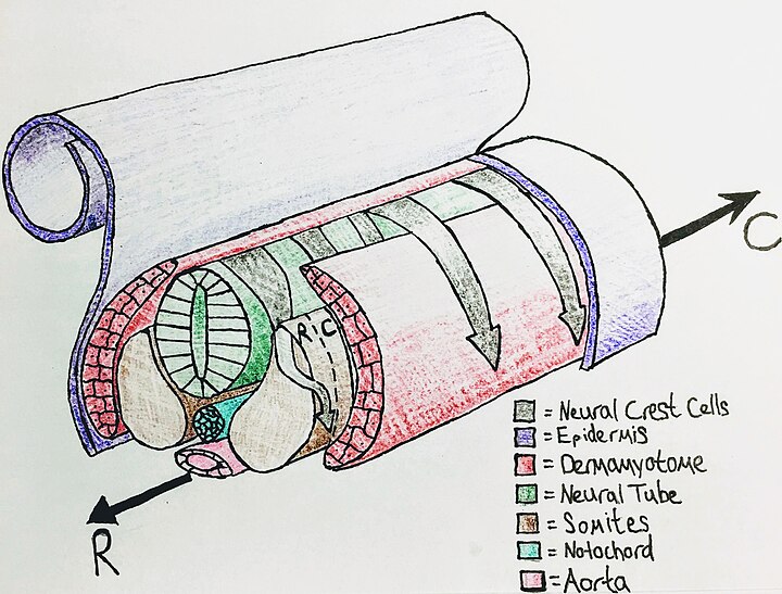 Neural crest migration diagram
