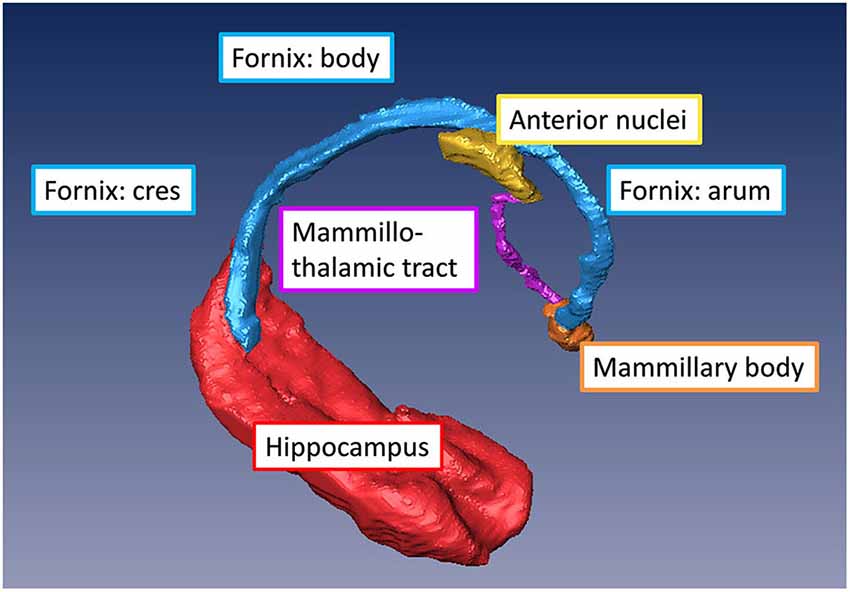 Mammillary bodies at the base of the brain
