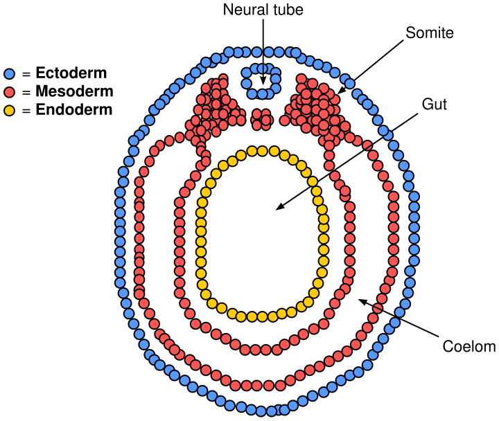 Neurulation cross-section series