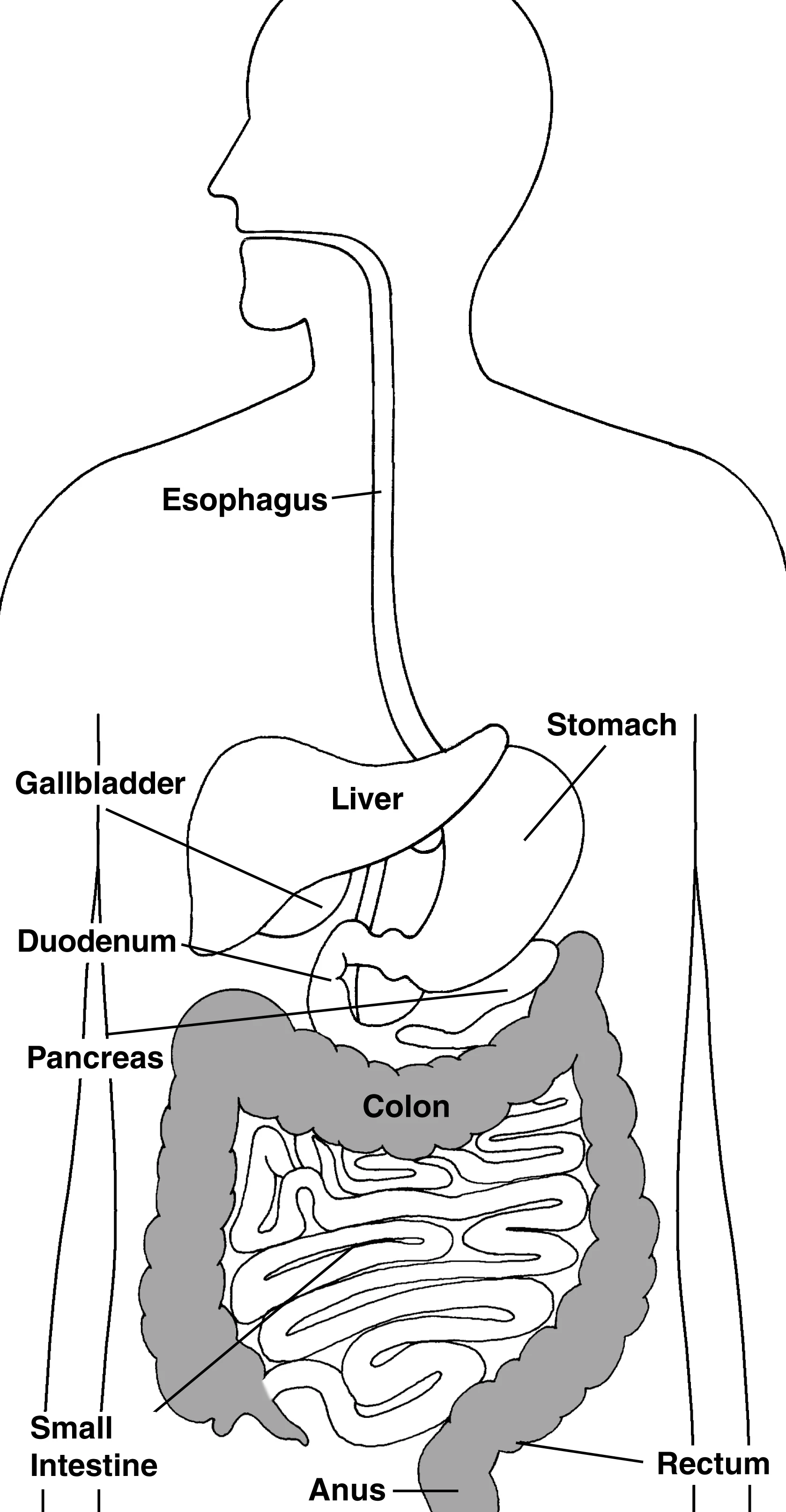 Digestive tract with the colon, rectum, and anus highlighted