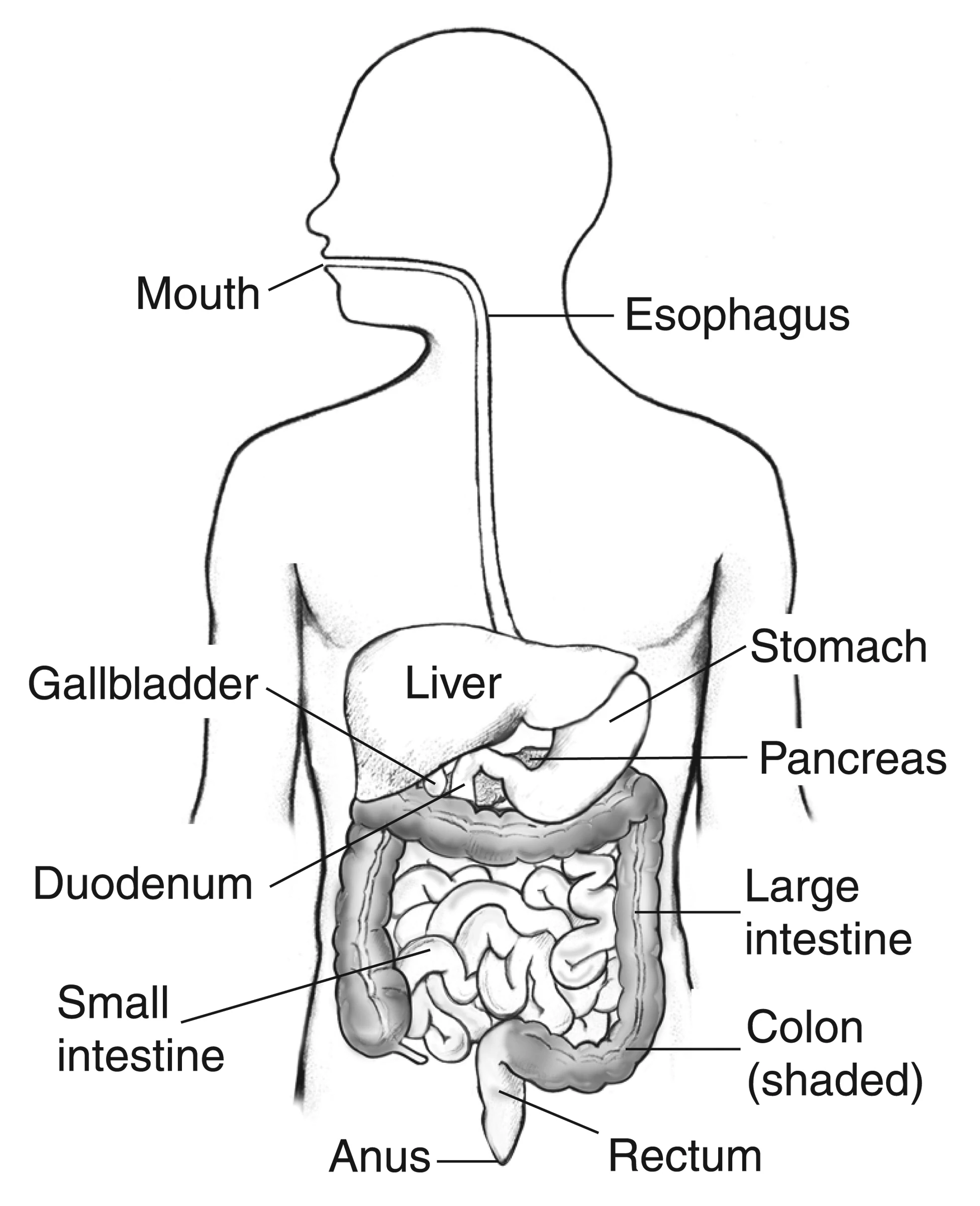 Labeled digestive tract showing the continuous stomach, small bowel, and colon