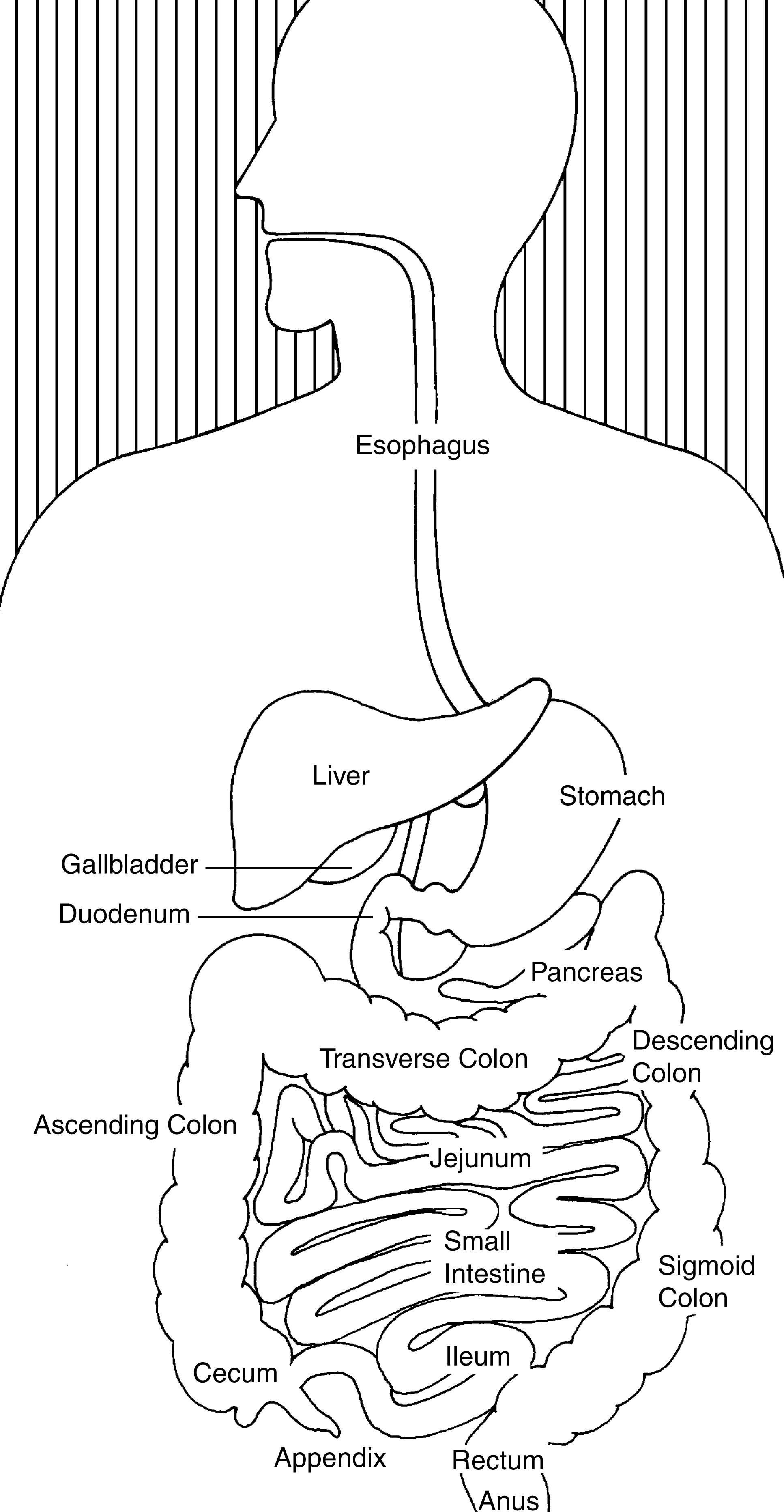 Labeled digestive tract from esophagus through rectum