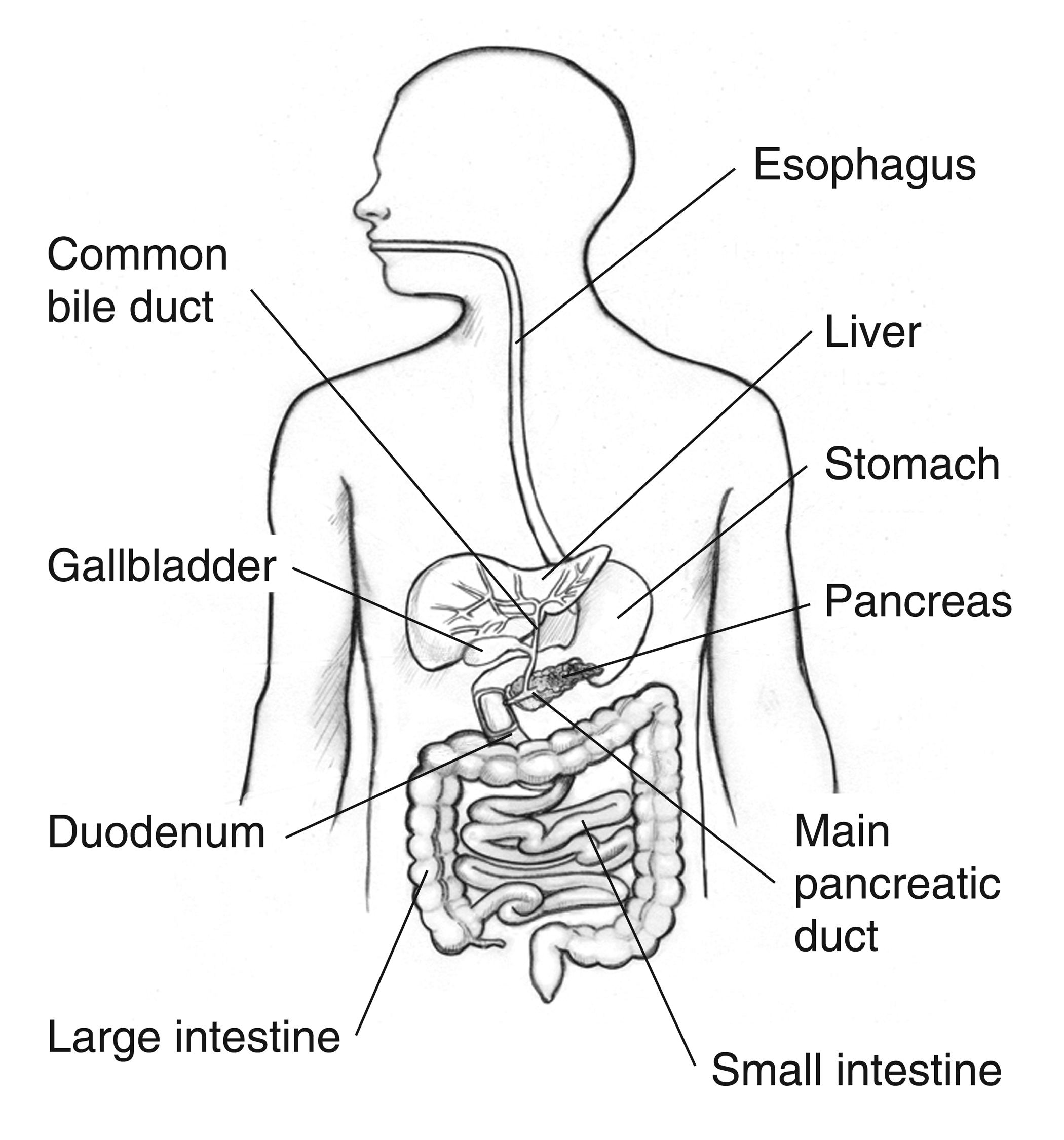 Labeled digestive tract with biliary and pancreatic ducts