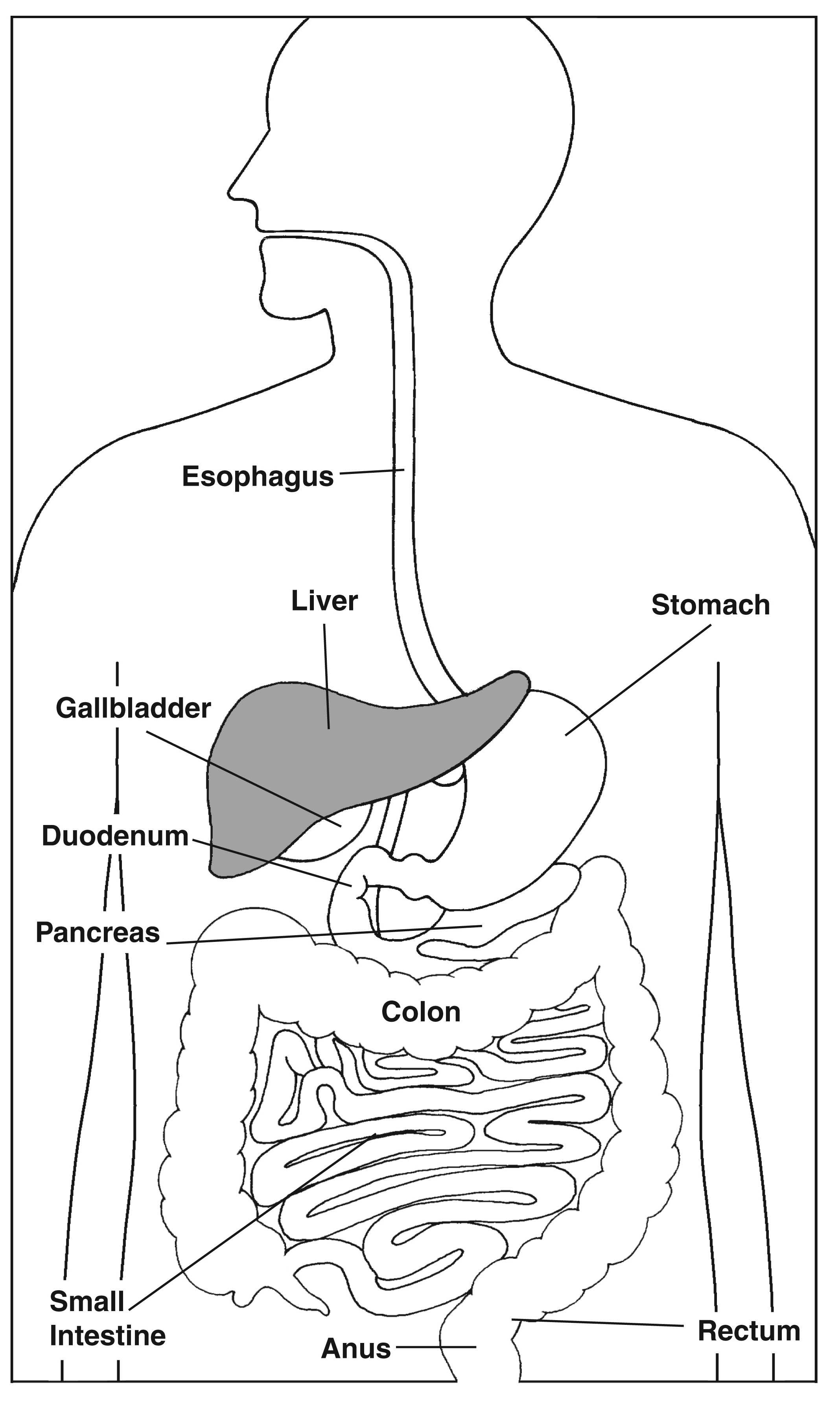 Labeled liver and neighboring digestive organs
