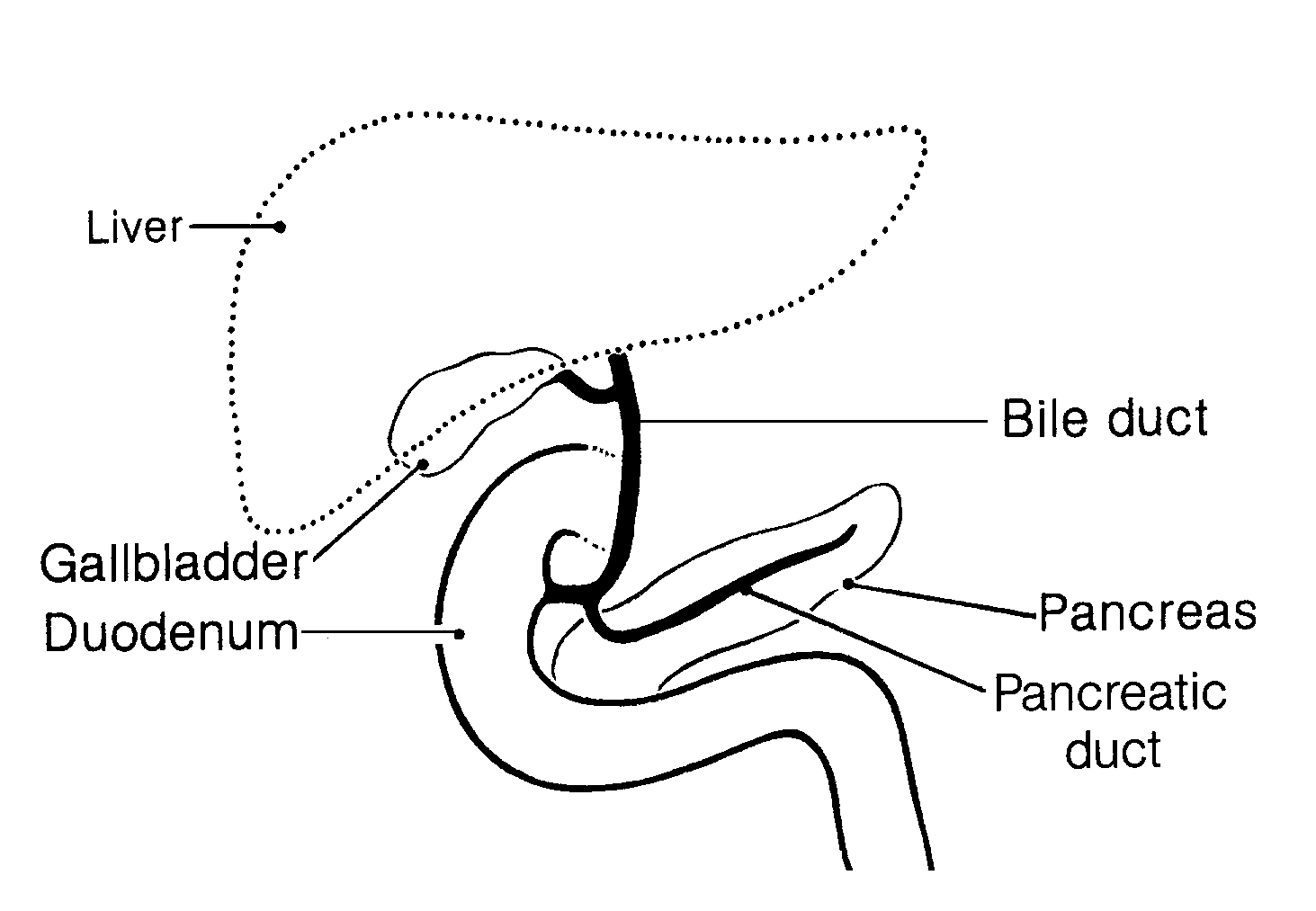 Labeled pancreas and pancreatic duct draining into the duodenum