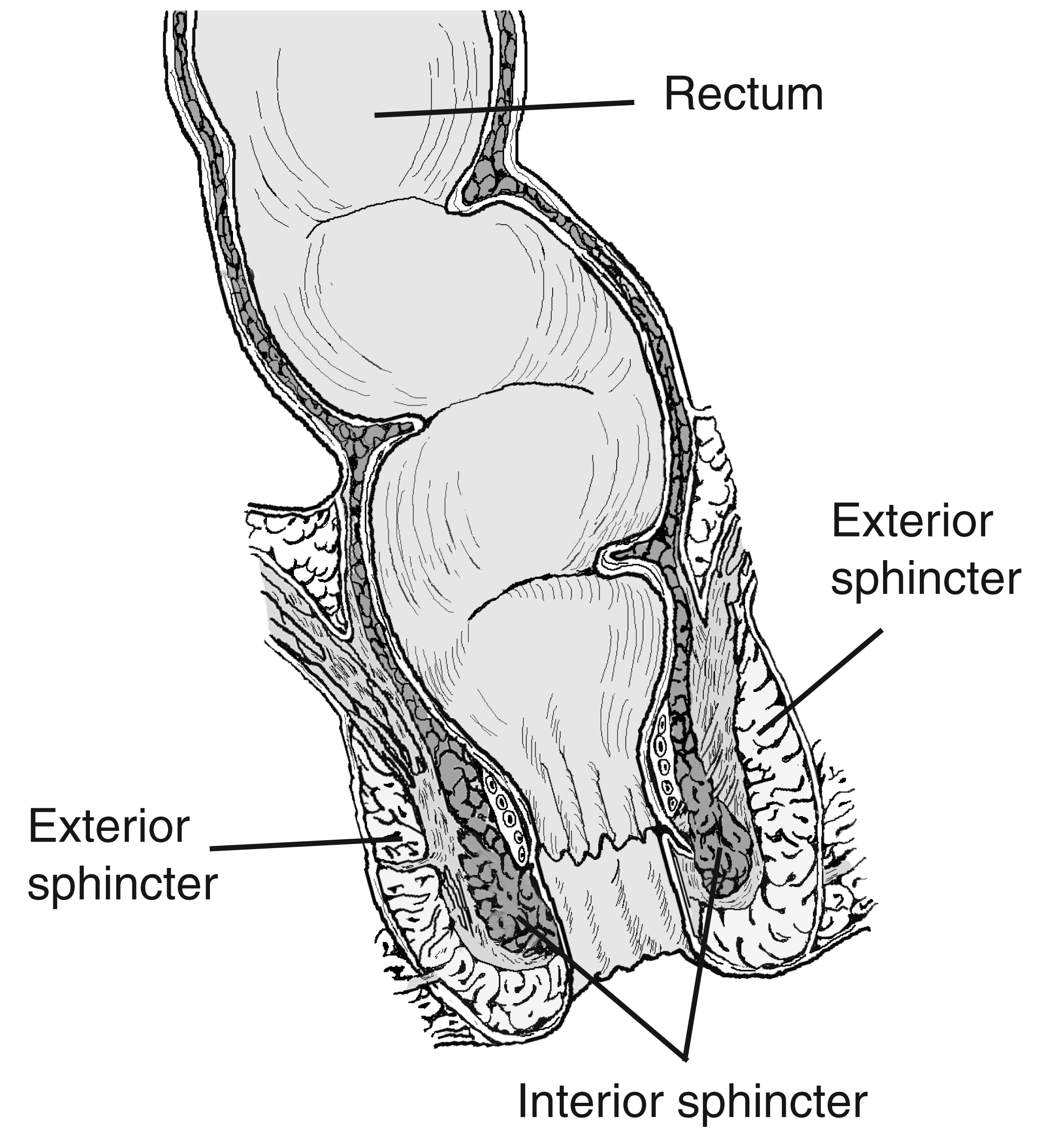 Labeled rectum and anal canal anatomy