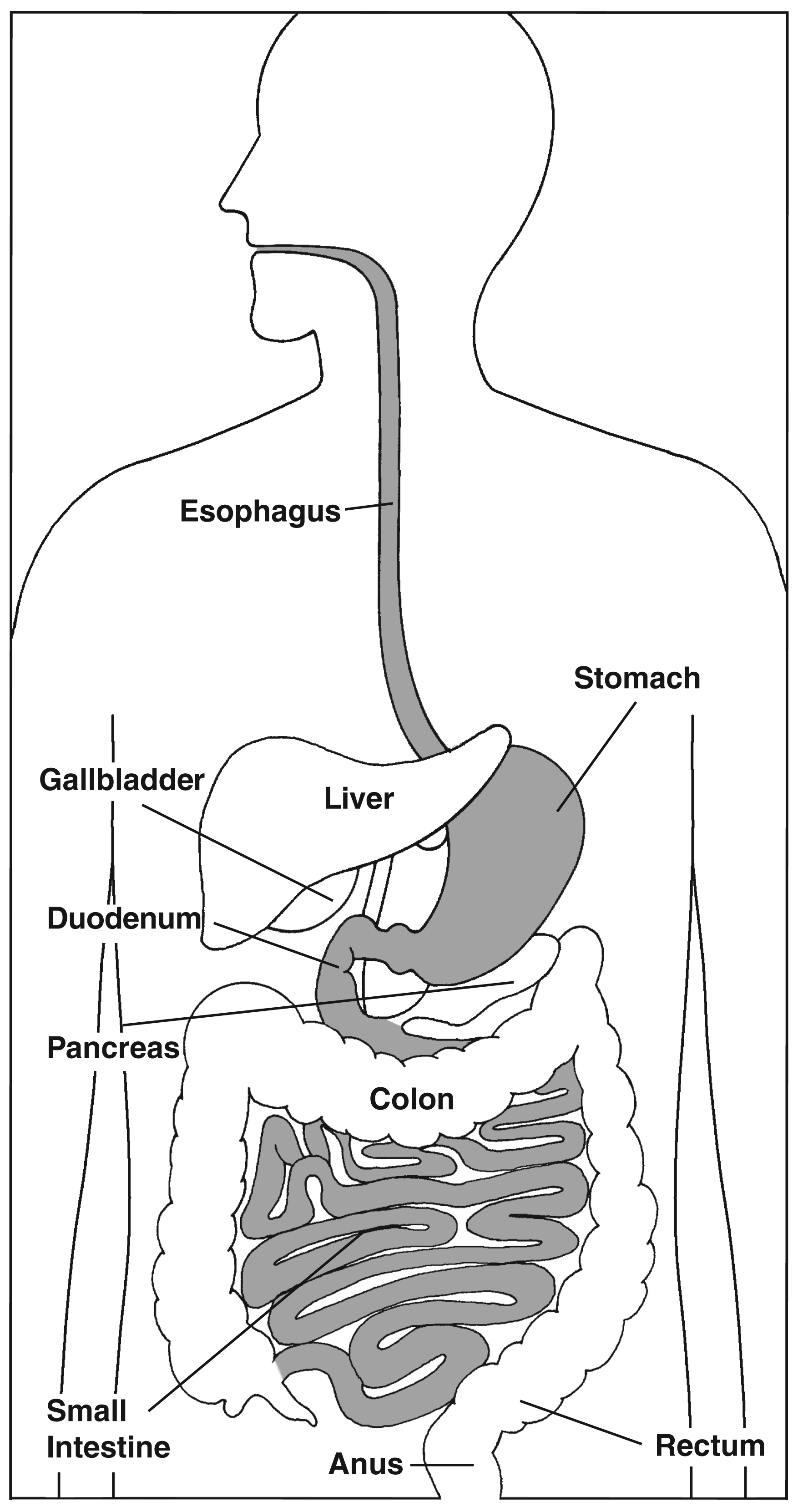 Labeled upper gastrointestinal tract including esophagus, stomach, duodenum, liver, gallbladder, and pancreas