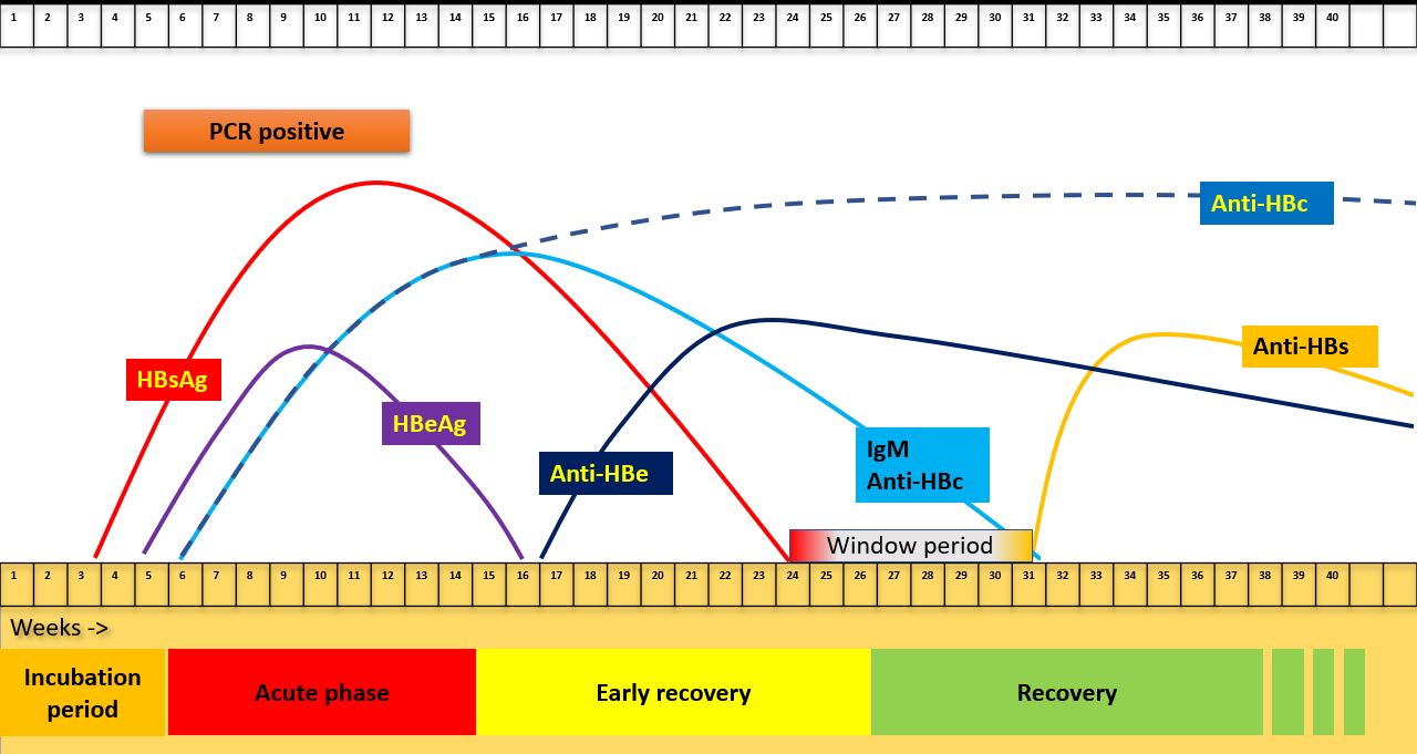 HBV serology timeline showing window period