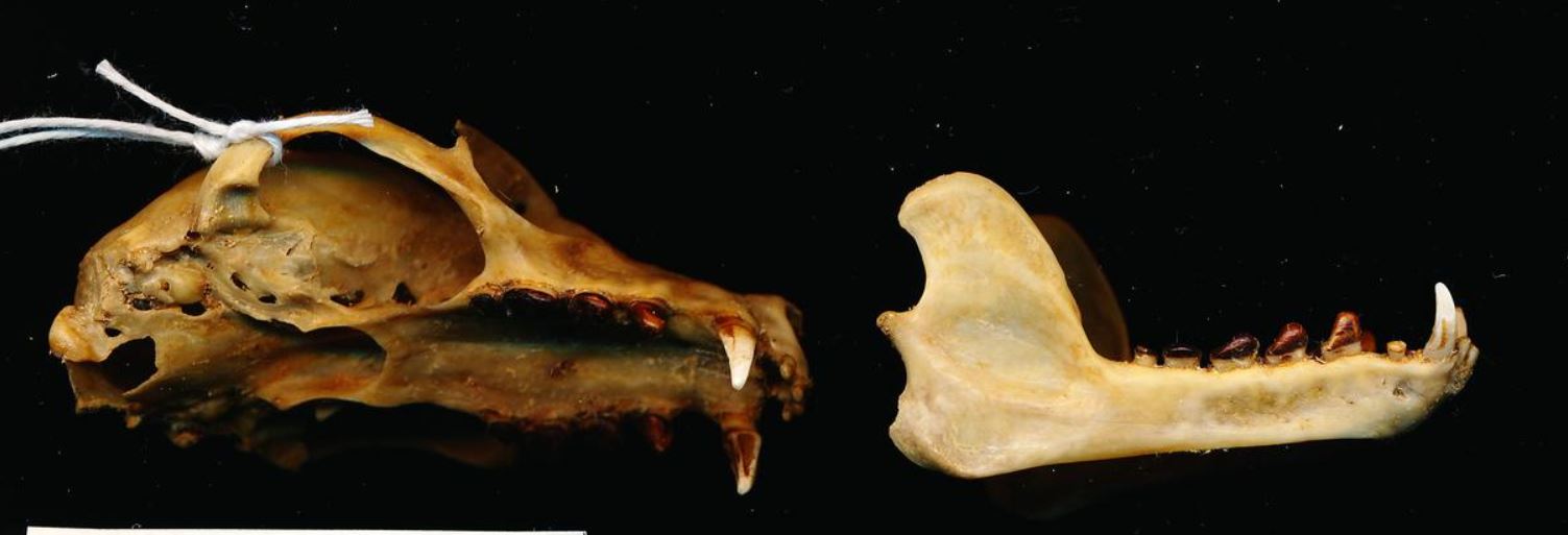 Fruit bat (Pteropus), Hendra reservoir
