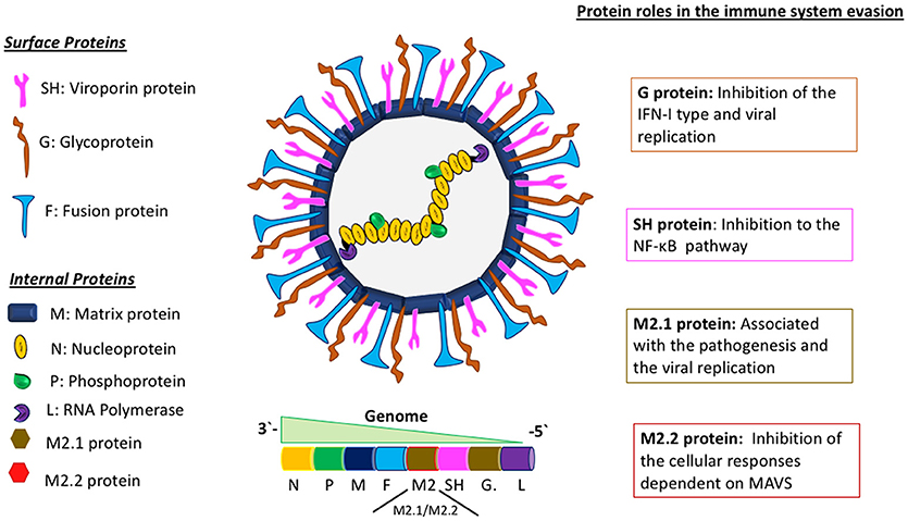 Human metapneumovirus structure diagram